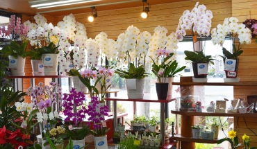 「花のあすか」　（熊本県宇土市）の花屋店舗写真3